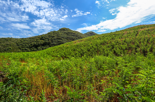 采矿	厂植被恢复区域